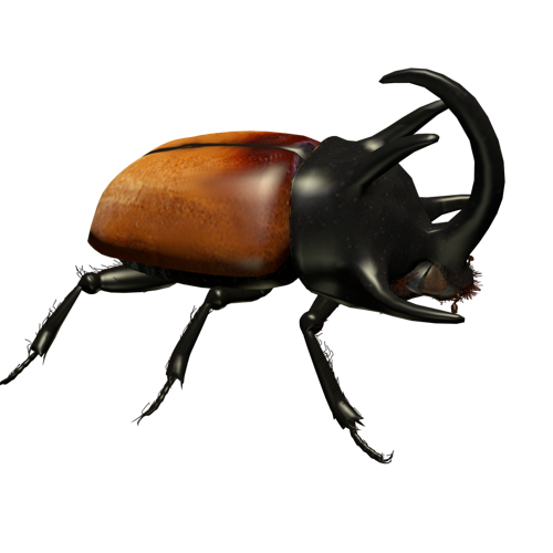 Rhinoceros beetle preview image